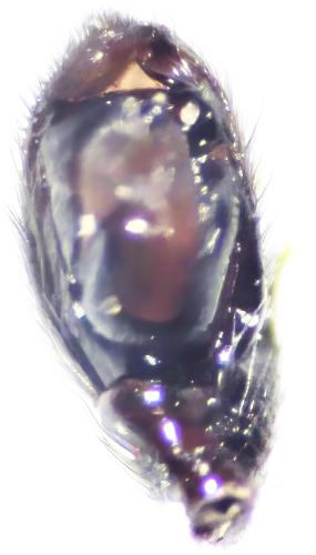 Zelotes apricorum